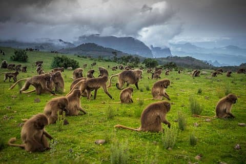 Hiking to the simien mountains