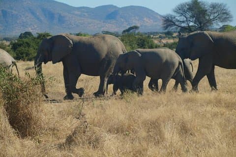 6 dagers campingsafari