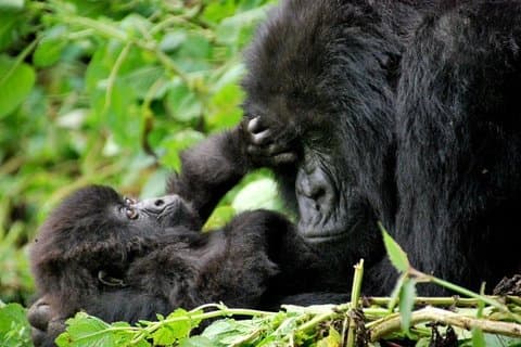 Gorilla Trekking på 2 dagar i Bwindi National Park i Uganda