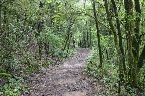 シバプリ国立公園デイハイキング - Budanilkantha、Nagi Gumba、Sundarijal Hike