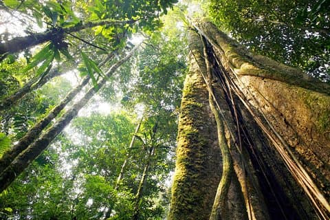 Cascade, Forêt tropicale, Tour du chocolat et sites historiques