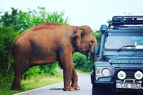 Private 2-tägige Leoparden-Safari in Yala von Colombo