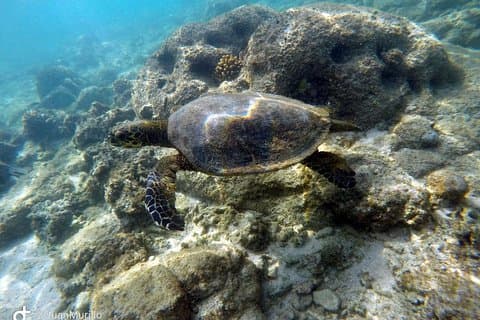 Snorkeläventyr Cabo Pulmo