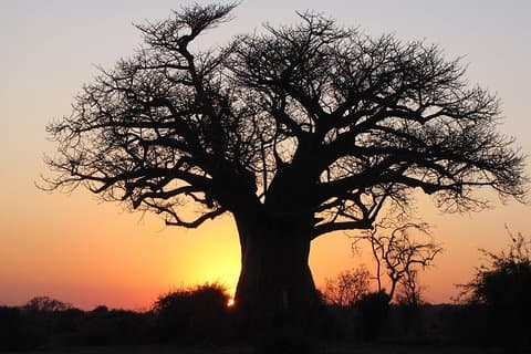 6-Day Cultural Tour in Nxai Pan