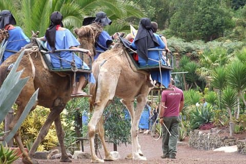 Camel Riding Tour at El Tanque Ranch in Tenerife