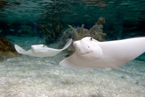 SEA LIFE Kansas City Aquarium Admission Ticket
