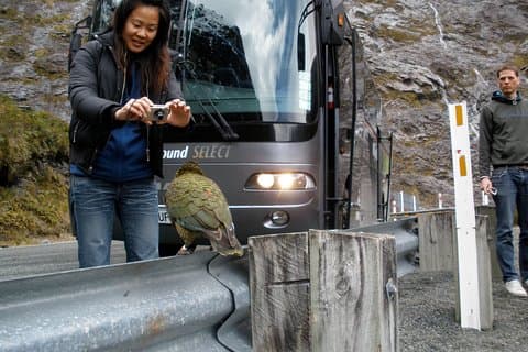 Hoteller i nærheden af Milford Sound Coach and Scenic Cruise