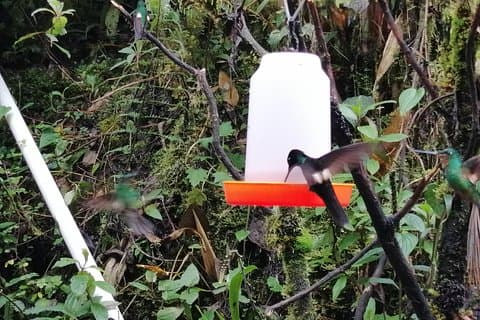 Escursione privata alla riserva di Yanacocha - Bird Watch