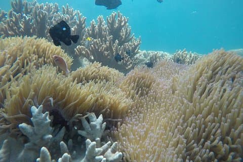 Cham Islands Snorkling Tour av SpeedBoat fra Da Nang