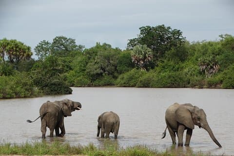 5-daagse safari naar Nyerere NP (Selous GR) & Mikumi NP - Camping Safari