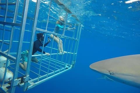 オアフ島北岸シャークダイブ
