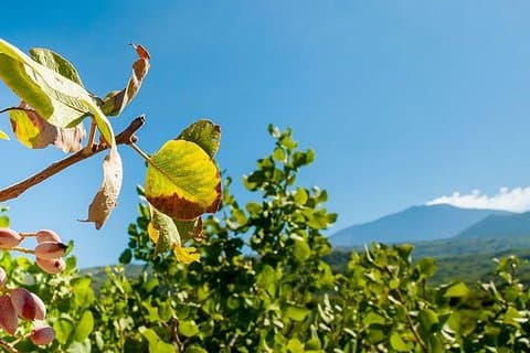 Privat Etna-tur och pistaschlunch i en pistagegård