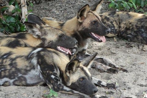 4 dagars safari till Nyerere NP (Selous GR) - Camping i hjärtat av parken