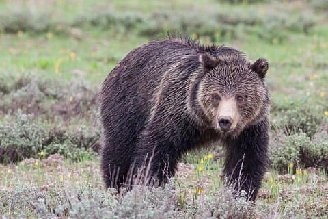 Halvdags Wildlife Safari Tour i Grand Teton nasjonalpark
