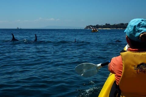 Mornington Peninsula Kayak Coastline Tour du Sanctuaire des dauphins