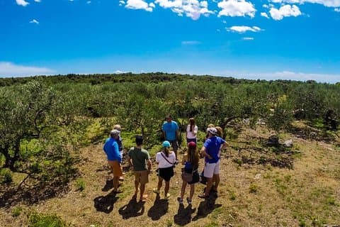 Visite-découverte de l'huile d'olive sur l'île de Solta avec déjeuner