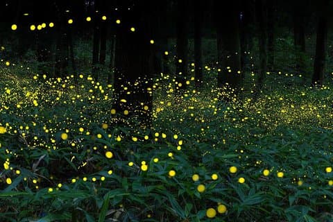 Kuala Lumpur to Kuala Selangor Magical Fireflies Tour