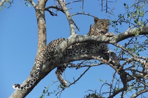 3-dages Midrange Tarangire og Ngorongoro Safari