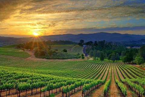 Libanon Wine Tasting Tour fra Beirut (inkludert inngangsbillett)