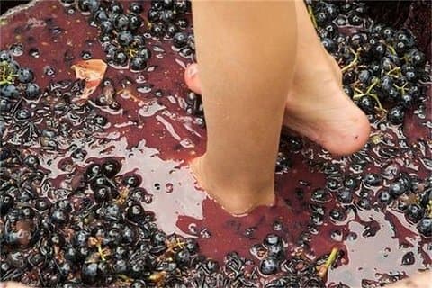Grape Stomping i Provence