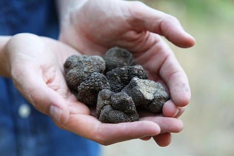 Truffeljakt i Provence