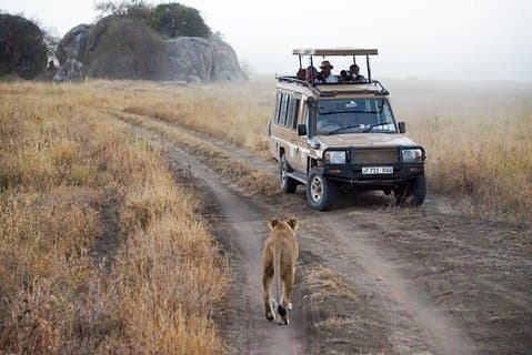 5 Tage Gruppensafari am Manyara-See, Serengeti & Ngorongoro-Krater