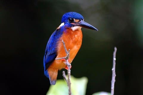 Cruzeiro de 1 hora pela vida selvagem no rio Daintree