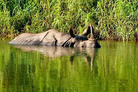 2 Nights Chitwan Luxury Safari Tour from Kathmandu or Pokhara