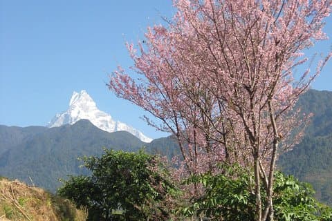 Private 4-Day Poon Hill Trek 2026:Best Sunrise & Guide Guaranteed