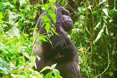 4 dagar Kongo Eastern Lowland Gorilla Trekking och Tshibati vattenfall utforskning