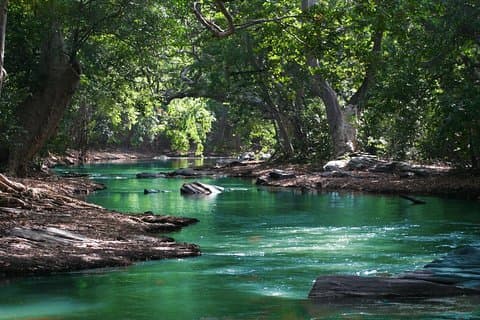 Hiking in the Black River Gorges National Parc - Native Forest