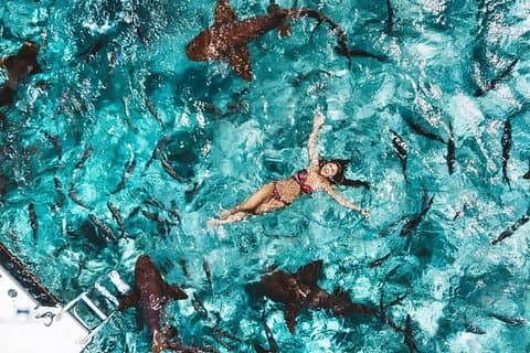 Belize Hol Chan Marine Reserve & Shark Ray Alley Snorkel Tour - Ambergris Caye