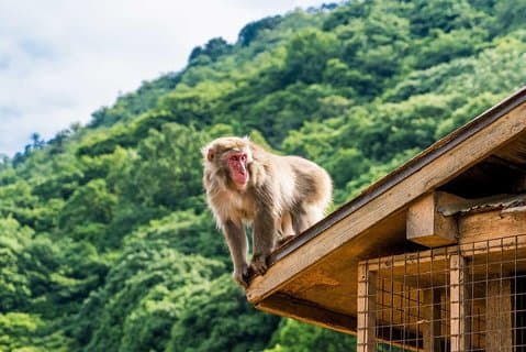 Tour en bicicleta por la tarde en Kioto : bosque de bambú, monos y lugares ocultos