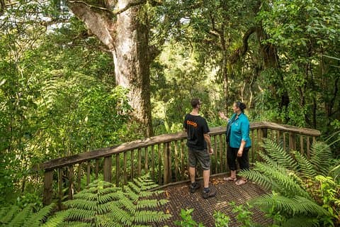 Private Auckland West Coast & Rainforest Day Tour.