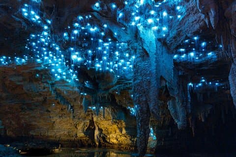 Excursão Privada de Auckland a Waitomo Glowworm Caves.
