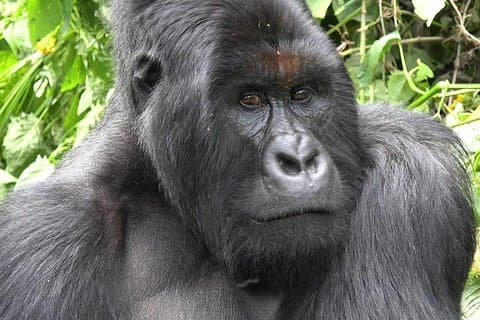 6 days Congo Eastern Lowland and Nyiragongo Volcano Hiking