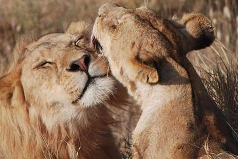 Big Five Safari en Tanzania