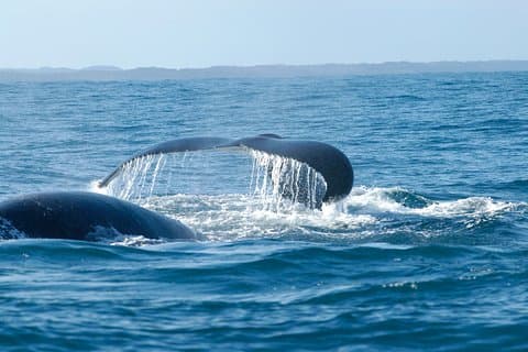 Costa da Baleia de Hemel en Aarde + excursão de um dia de vinho com transporte privado