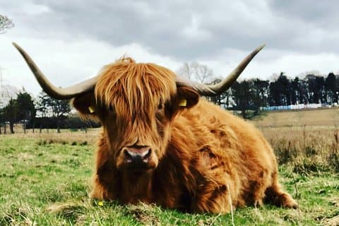 Rob Roy, Mary Königin der Schotten, Schlösser, Highlands, Lochs, Trossachs, Whiskey!