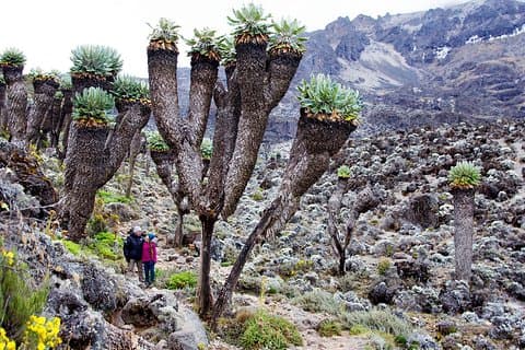 Climb Mount Kilimanjaro: 7 Days Machame Route