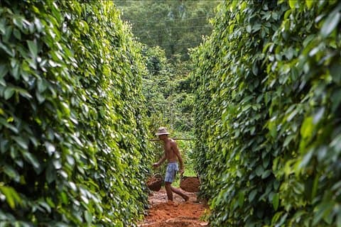 PHU QUOC Tour: Half- day Discovery The North of Island