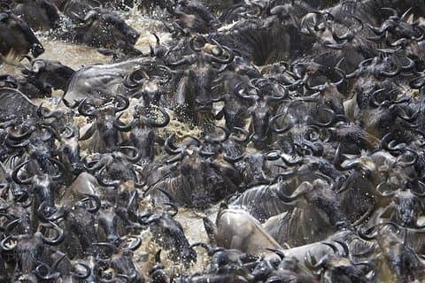 Geweldige migratiesafari in Tanzania