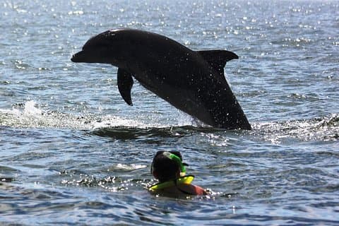 Encontro de golfinhos selvagens e aventura de snorkeling
