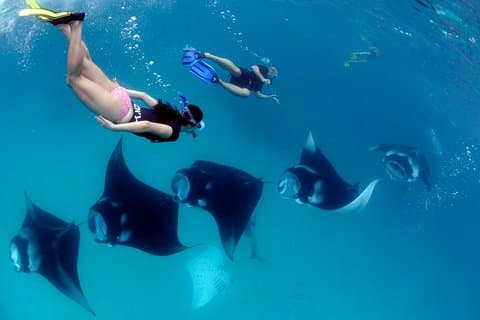 Eintägige Schnorcheltour & Westtour Nusa Penida mit Penidago