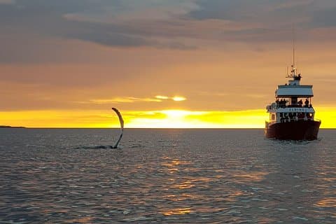 Magiska valar i midnattssolen | från Reykjavik