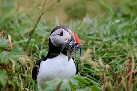Klassieke Puffin Watching Cruise vanuit het centrum van Reykjavík