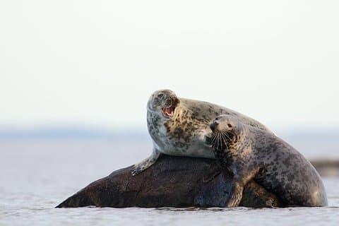 Seal-Watching Tour near Malusi Islands