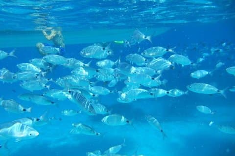 Snorkling marine beskyttet område Tavolara