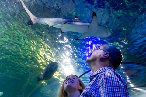 Bilhete de entrada geral para o SEA LIFE Loch Lomond
