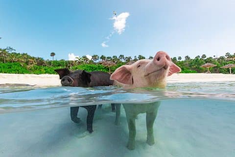Sandy Toes The Original Rose Island and Swimming Pigs Tour